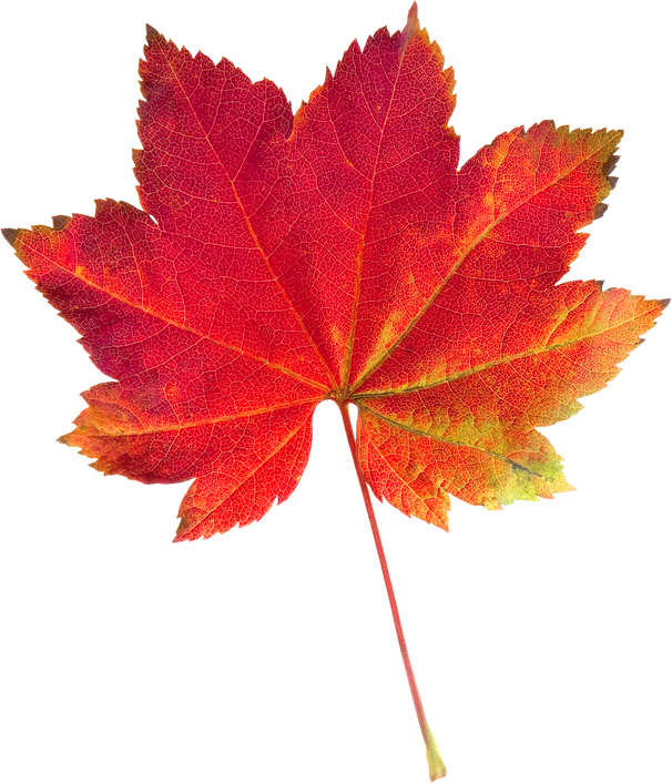 Vine Maple Leaf