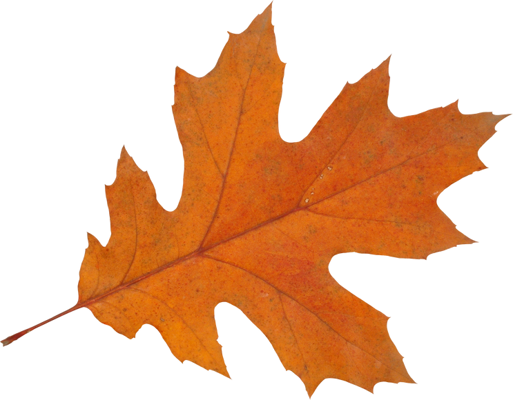 Autumn Maple Leaf