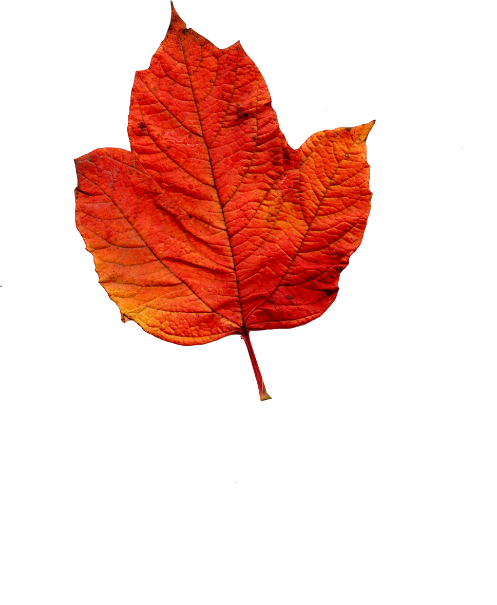 Single Autumn Leaf