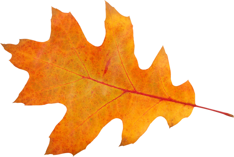 Cut-Out of Autumn Leaf