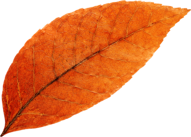 Colorful Autumn Tree Leaf